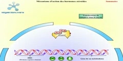 Mechanism of steroid hormone action animation