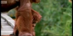 Amazing DIY Orangutans with Attenborough