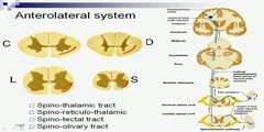 Spinal Pathways