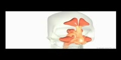 Para-nasal sinus anatomy