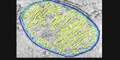 3D structute of mitochondrion