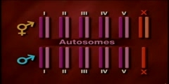 Lecture hermaphrodites: The safer sex  part 5