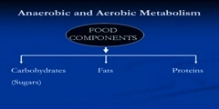 Metabolism and mitochondria in cell