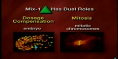 Expounding on the Process of Mitosis