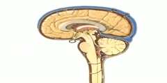 CSF Flow of Neuroanatomy