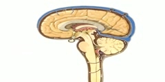 CSF Flow of Neuroanatomy
