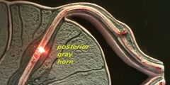 Reflex Arc pathways introduction