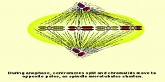 Cell Division