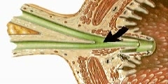 Structure of the Small Intestine