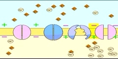 Understanding Action Potential and Nerve Impulses