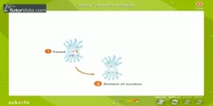 The Process of Binary Fission in Amoeba