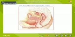 Reproductive System in Female