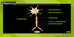 Different Parts Of A Nerve Cell