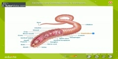 Osmoregulation in Earthworm
