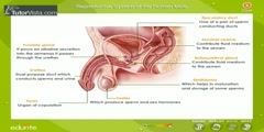 Diagrammatic View of Male Reproductive Sysytem