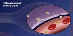 Glomerular Filtration in Kidney Video