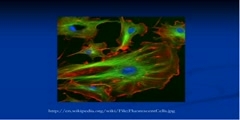 Cytoplasm and Cytoskeleton