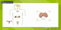 Endocrine System in Human