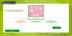 Connective Tissue