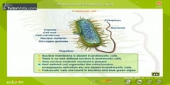 Comparison Between Prokaryotic And Eukaryotic Cells