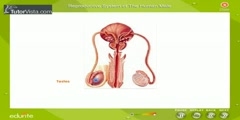 Human Males reproductive sysytem