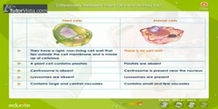 Comparison Of Plant Cell And Animal Cell