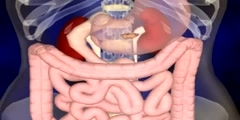 Animation of the digestive system  - Scientific Video and  Animation Site