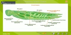 Insect's Respiratory System