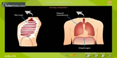 Respiration in Humans