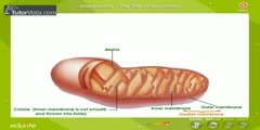 What Is Mitochondria?