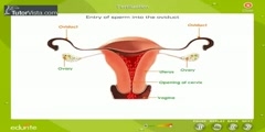 How Fertilization Takes Place