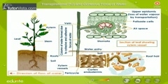 Understanding The Cohesive Force Of Water