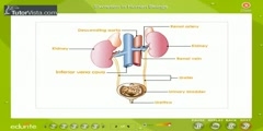 Process of Excretion