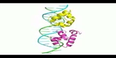 Phage 434 Repressor DNA Complex
