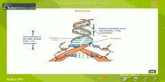 Characteristics Of DNA