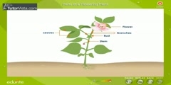 Study of Flowering Plants