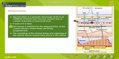 Menstrual Cycle in Females