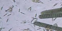 Cylindrothecia and Cyanobacteria in the Weep