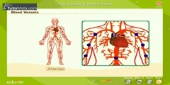 The Human Circulatory System