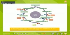 Respiration In Plants