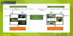 The Cycle of Oxygen  - Scientific Video and Animation Site