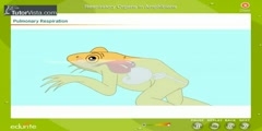How Amphibian Respiratory Systems Work?