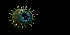 Hepatitis C Virus