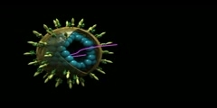 Hepatitis C Virus