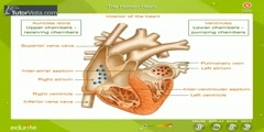 Characteristics Of The Human Heart