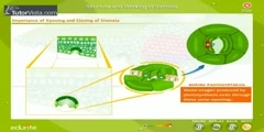 Structure And Function of a Stomata