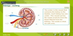Function Of The Urinary System In Human Beings