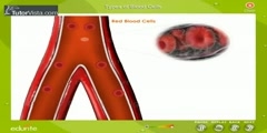 Characteristics Of Blood Cells