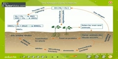 Bacteria and Fungi