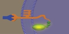 Signal transduction